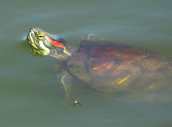 Red-ear Slider